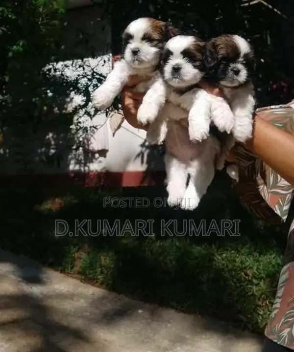 Shih Tzu Puppy
