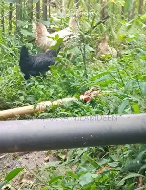 Chickens