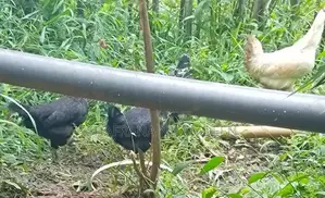 Chickens