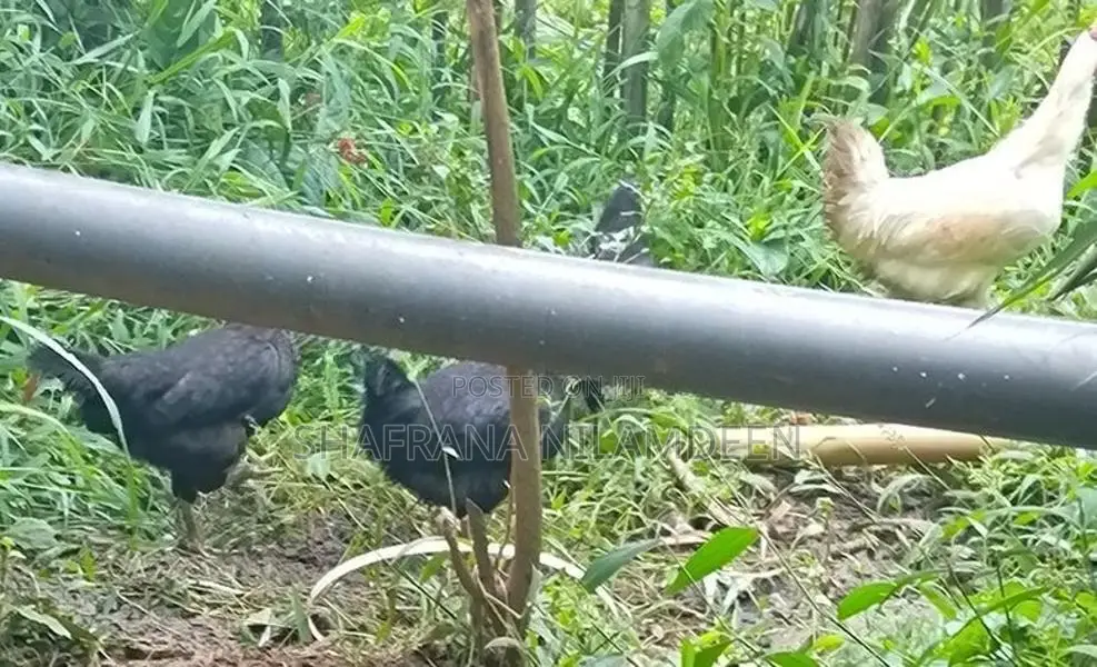 Chickens