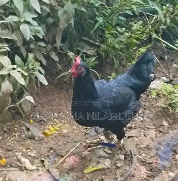 Chickens