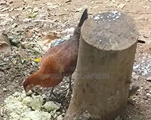 Chickens