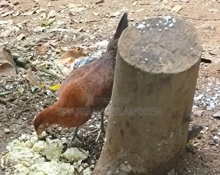 Chickens