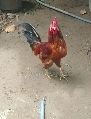 Chickens