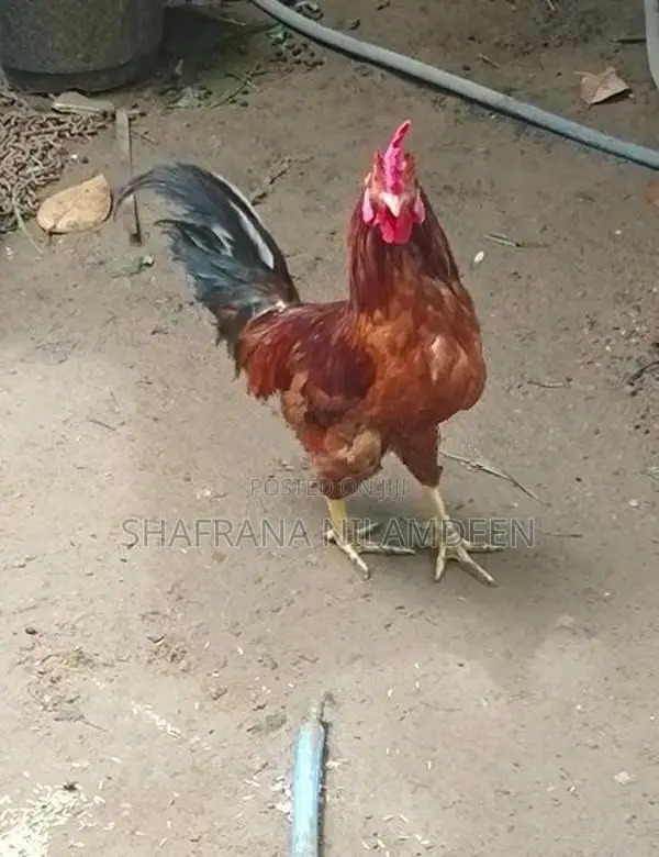 Chickens
