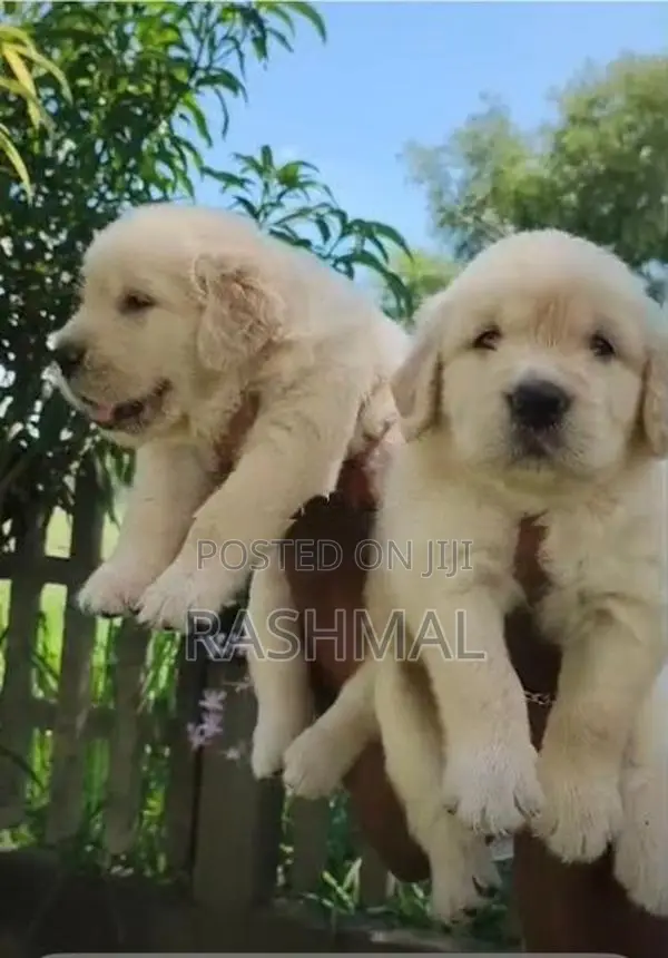 Golden Retriever Puppies