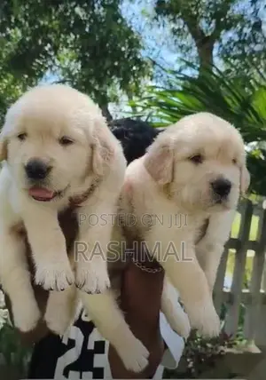 Golden Retriever Puppies