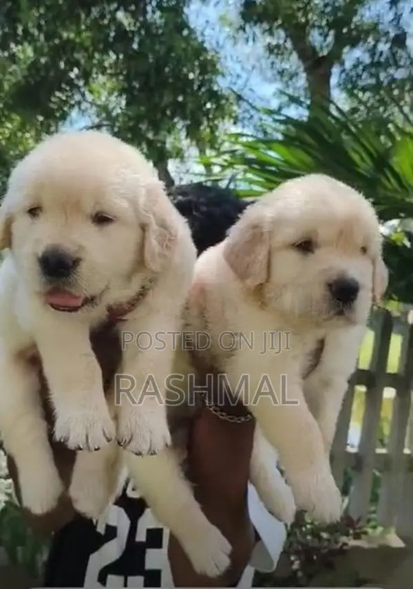Golden Retriever Puppies