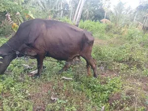 කිරි ගවයන්