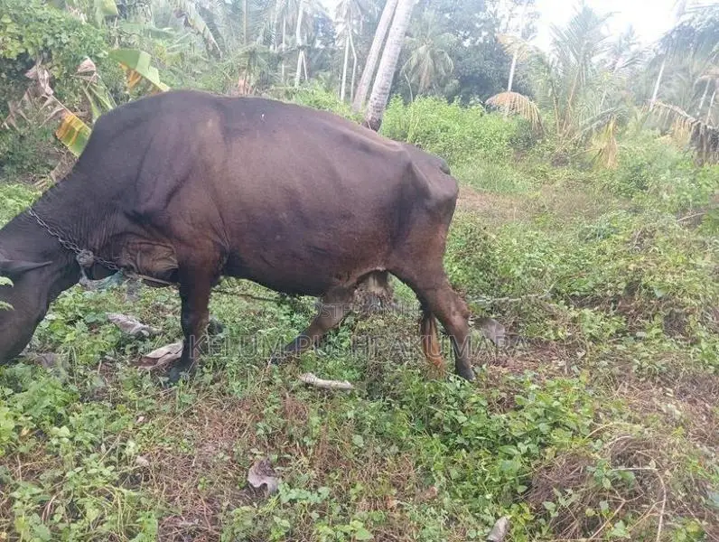 කිරි ගවයන්