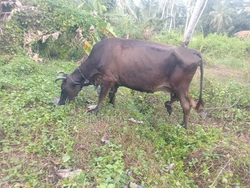 කිරි ගවයන්