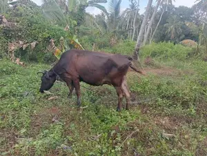 කිරි ගවයන්