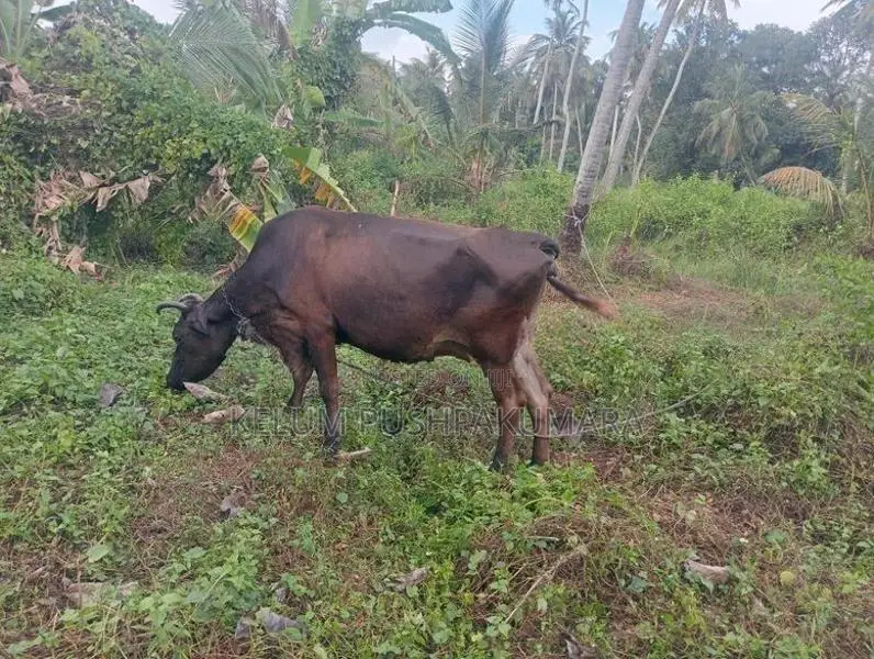 කිරි ගවයන්