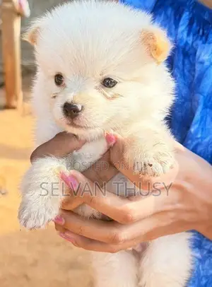 Pomeranian Puppy