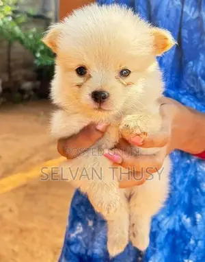 Pomeranian Puppy