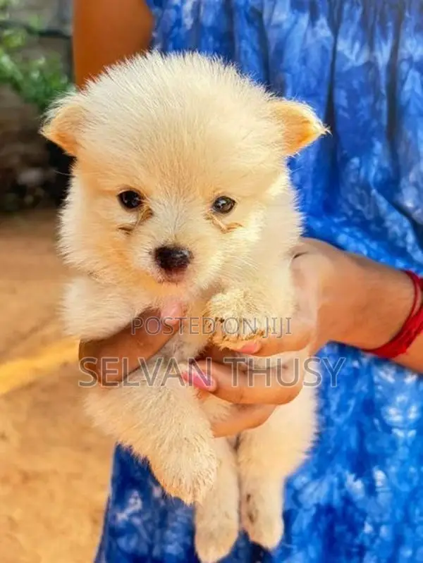 Pomeranian Puppy