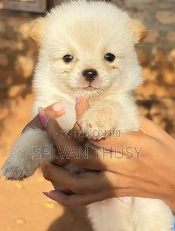 Pomeranian Puppy