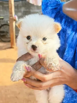 Pomeranian Puppy