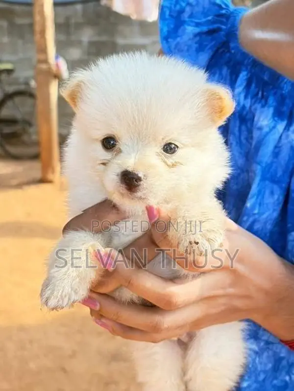 Pomeranian Puppy