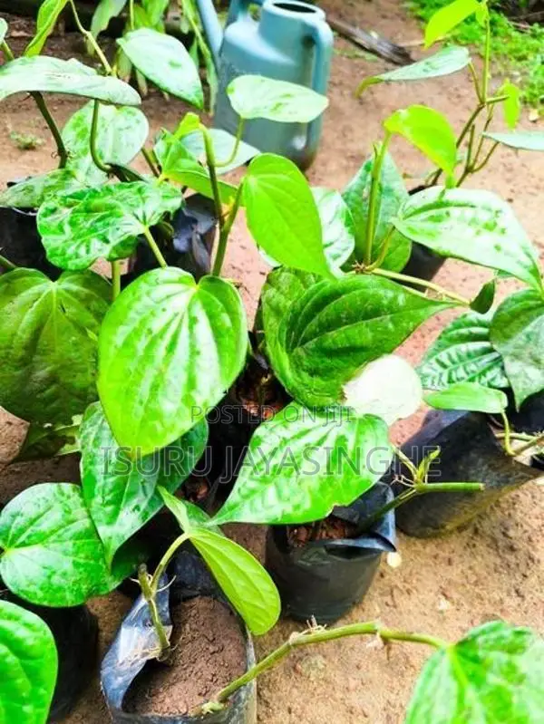 බුලත්