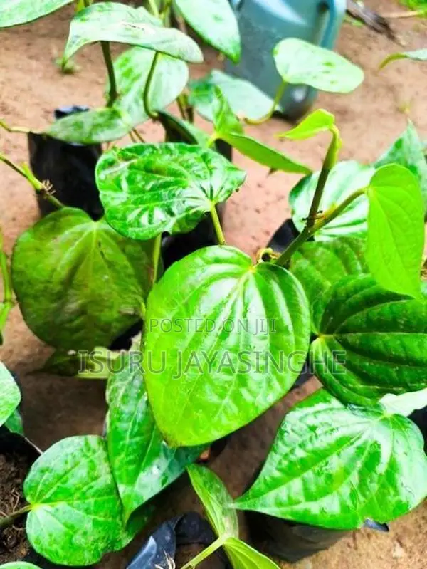බුලත්