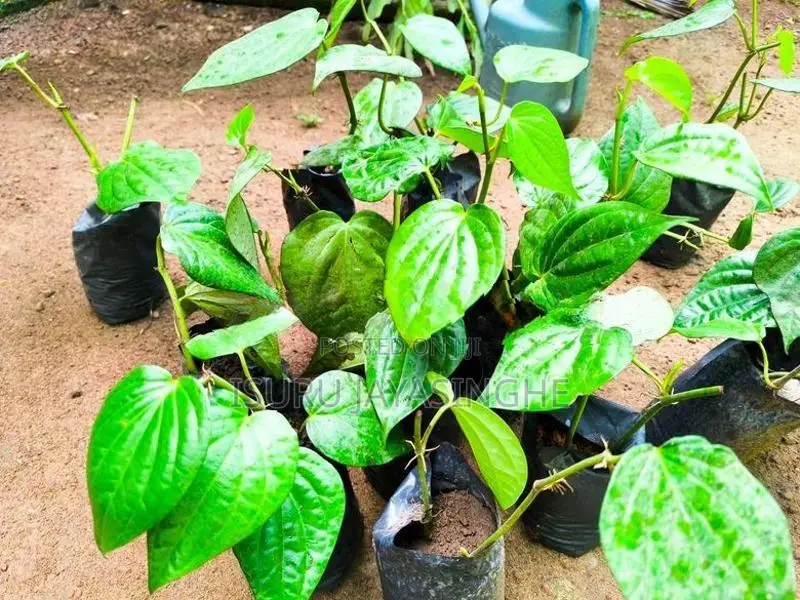 බුලත්