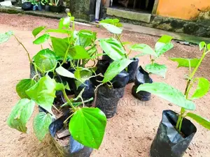 බුලත්