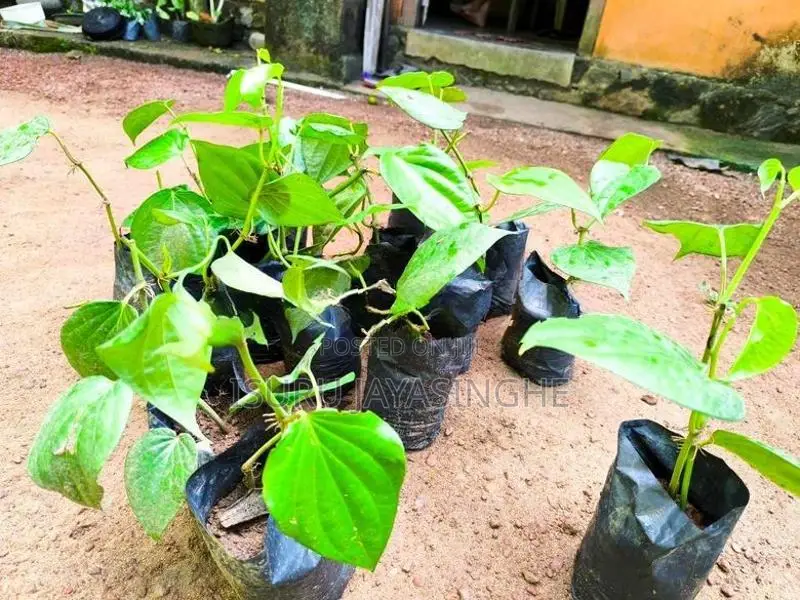 බුලත්