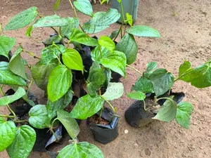 බුලත්