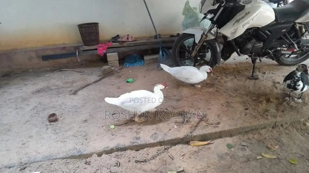 ஆண் வாத்து