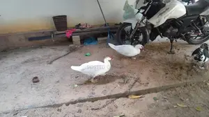 ஆண் வாத்து