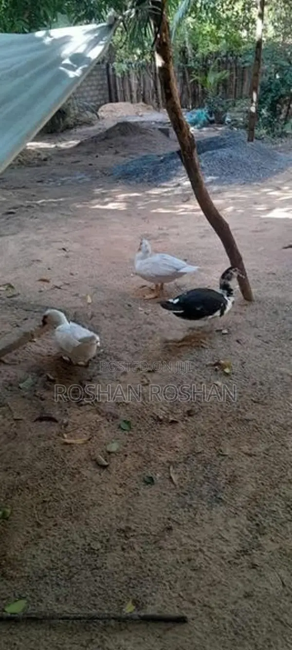 ஆண் வாத்து