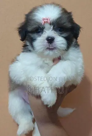 Shih Tzu Puppies