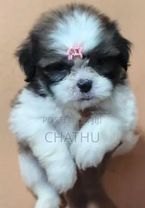 Shih Tzu Puppies