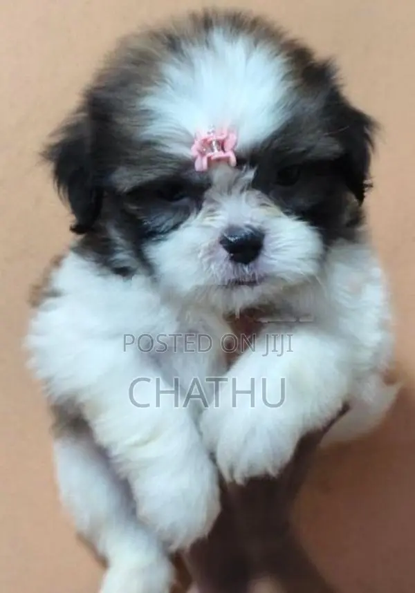 Shih Tzu Puppies