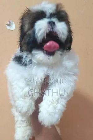 Shih Tzu Puppies