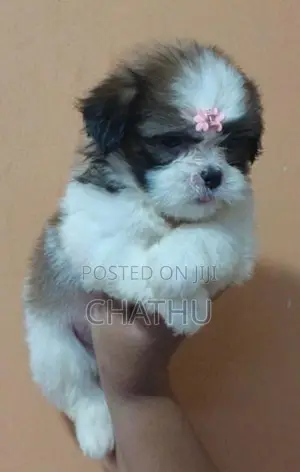 Shih Tzu Puppies