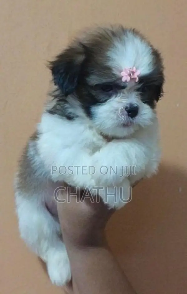 Shih Tzu Puppies