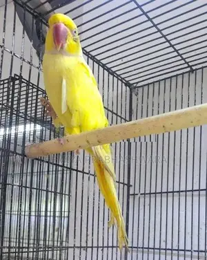 Ringneck Breeding Pair