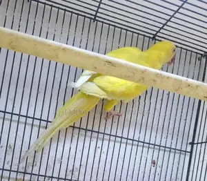 Ringneck Breeding Pair