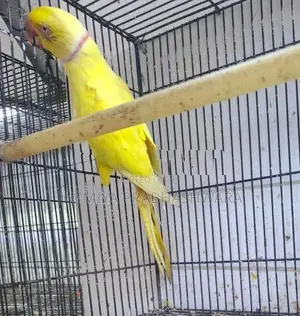 Ringneck Breeding Pair