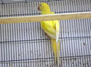 Ringneck Breeding Pair