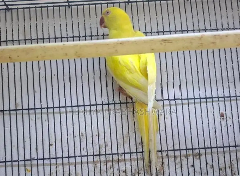 Ringneck Breeding Pair