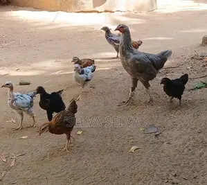 அடைவைத்த ஊர்கோழிக்குஞ்சுகள்