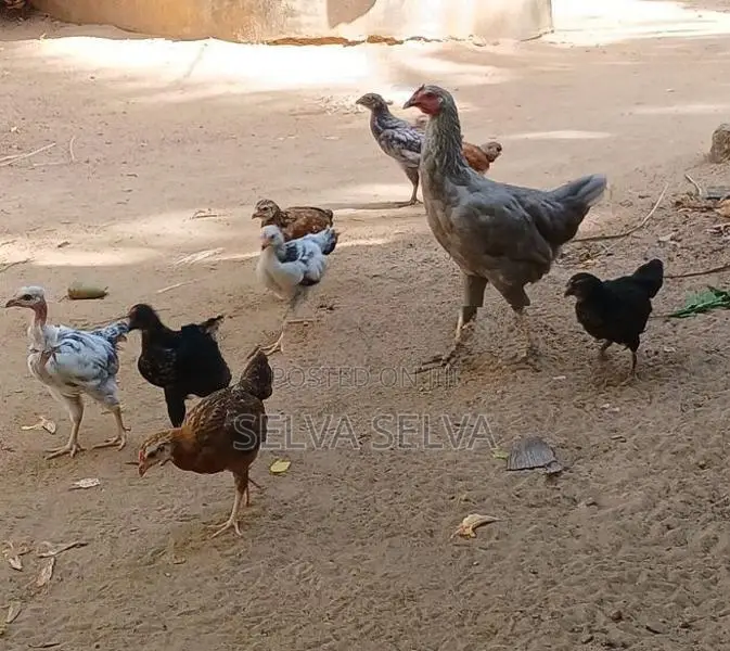 அடைவைத்த ஊர்கோழிக்குஞ்சுகள்