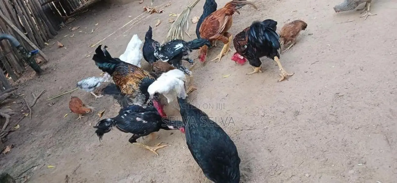 அடைவைத்த ஊர்கோழிக்குஞ்சுகள்
