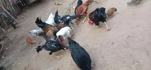 அடைவைத்த ஊர்கோழிக்குஞ்சுகள்
