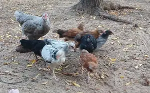 அடைவைத்த ஊர்கோழிக்குஞ்சுகள்