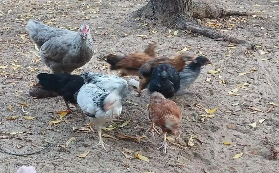 அடைவைத்த ஊர்கோழிக்குஞ்சுகள்