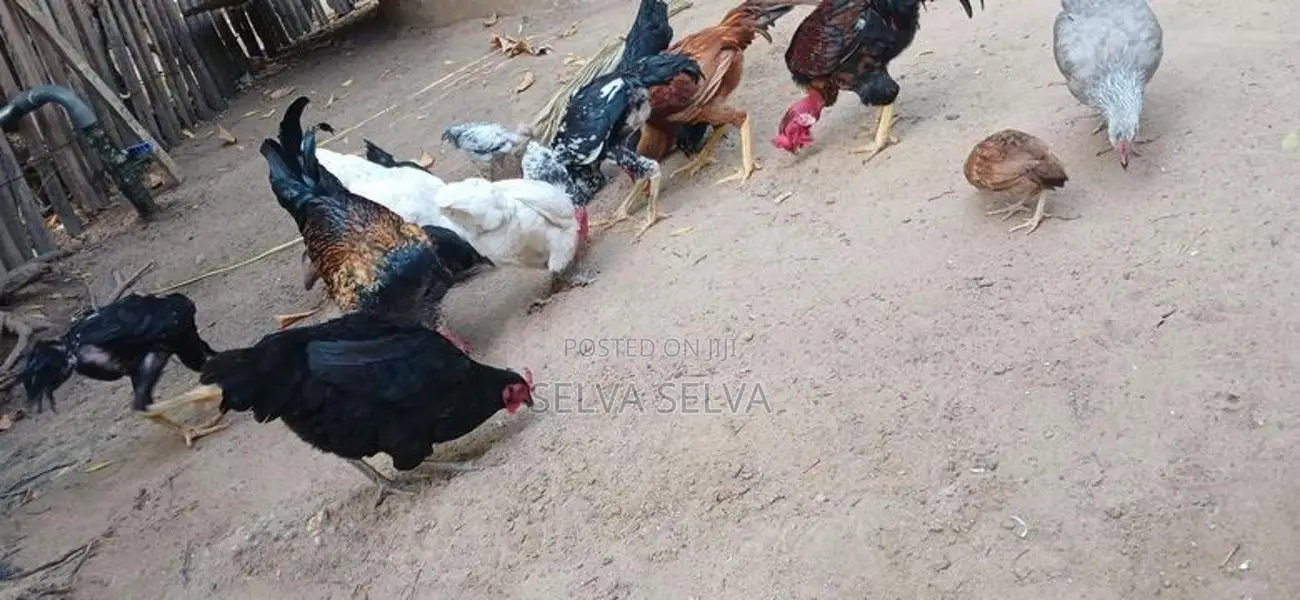 அடைவைத்த ஊர்கோழிக்குஞ்சுகள்